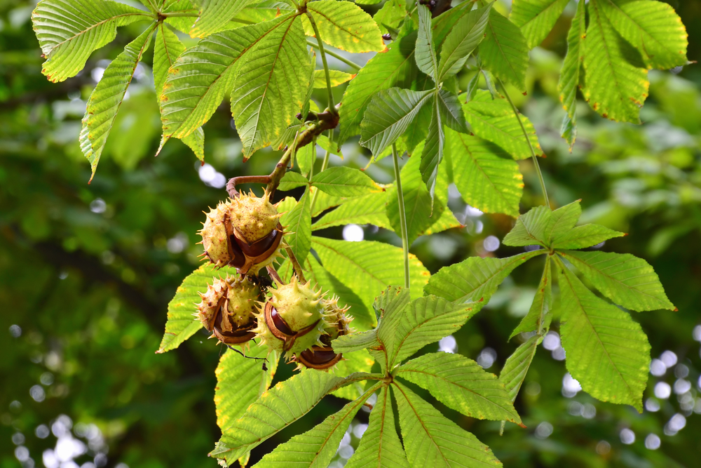 Castaño de indias (Aesculus hippocastanum)